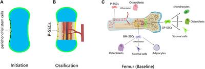 Periosteal Skeletal Stem Cells and Their Response to Bone Injury